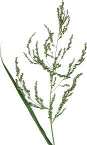 Image result for Panicum carneovaginatum