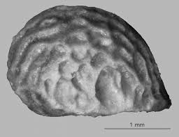 Image result for Hilsenbergia