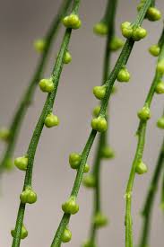 Image result for Psilotum nudum