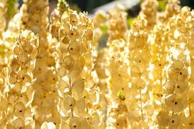 By sending flowers to ireland using direct2florist, you can see and choose your local flower shop. Bells Of Ireland Dried Moluccella Laevis Snack Recipes Snacks Dried Flowers