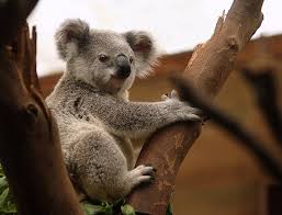 Koala australijski. Miś koala ciekawostki, zwierzęta Australii