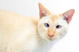 There are a few different types of siamese cats, and they are distinguished by their points, which so im going to share some of my findings with you.and by all means if you dont want to take my. Flame Point Siamese Cats Pets Kb