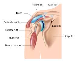 We've got the acromion posteriorly and the coracoid process anteriorly. Surgical Repair Of The Torn Shoulder Labrum
