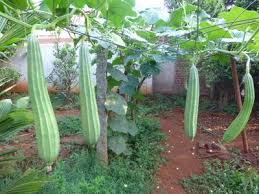 Snake gourd is a tropical or subtropical vine, which is cultivated for its fruit. Growing Gourds Ridge Gourd Bitter Gourd And Snake Gourd 14 Steps With Pictures Instructables