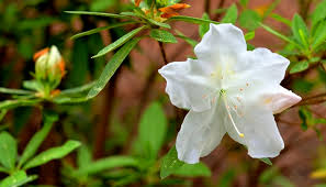 Gg gerbing azalea, mrs gg gerbing, pink gg gerbing, rhododendron indicum, indica azalea. How To Prune Azaleas And When Redeem Your Ground Rygblog Com