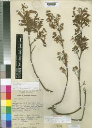 Image result for Cryptosepalum exfoliatum