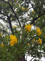 Image result for Tecoma stans