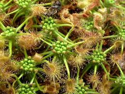 Image result for Drosera pilosa