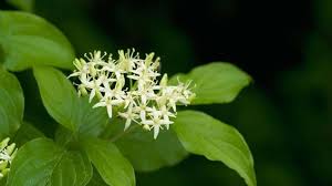 It is the state tree of virginia and state flower of north carolina. Dogwood Cornus Sanguinea British Trees Woodland Trust