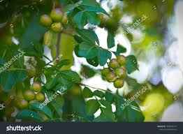 Image result for Harrisonia