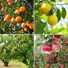 When making your selection, confirm with the nursery that your chosen fruit tree is compatible with the environment that you have. Joy On Twitter Beautiful Fruit Trees Arborday2018