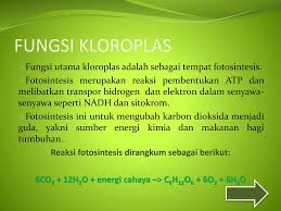 Kloroplas Kelompok 4 Dana Silfiatul K Belta Kurnia Ppt Download