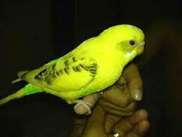 Burung yang umumnya disukai anak untuk diwarnai adalah burung kakak tua, beo, elang, cendrawasih, kenari, dan lain sebagainya. Gambar Burung Posts Facebook
