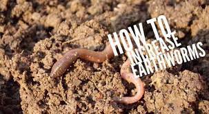 We did not find results for: How To Increase The Number Of Earth Worms In Your Garden Soil Gardening Channel