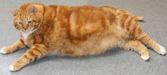 Please choose a different date. Here S The Skinny On This Fat Cat She Weighs 41 Pounds And Is Up For Adoption Masslive Com