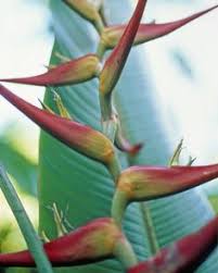 Exotische pflanzen winterharte exoten für den garten / samen. 63 Exoten Fur Haus Garten Ideen Pflanzen Exotische Garten