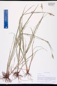 Image result for Scleria sp.no.1