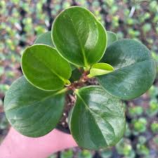 Image result for Polystachya pamelae