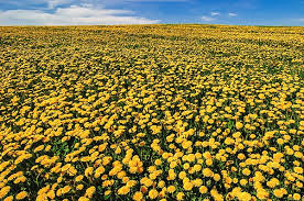 Yellow Field Of Blooming Dandelions By Andrey Bo Yellow Fields Yellow Wildflowers Nature Collage
