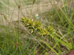 Image result for Cyperaceae