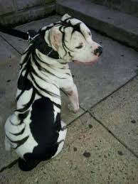 But there is not a trace of black on the skin, all the stripes being brown and indistinctly. Tiger Stripe Pitbull For Sale Off 61 Www Usushimd Com