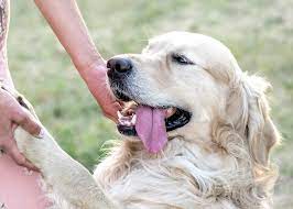 The Differences in White Golden Retrievers - Golden Meadows Retrievers