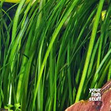 Image result for Vallisneria spiralis