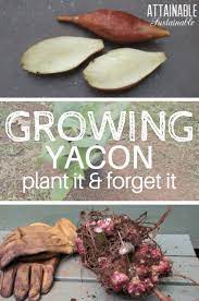 Yacon S Edible Tubers Are Sweet And Crunchy Giving It The Nickname Ground Apple Yacon Root Is Crunchy And A Little Bi Garden Care Edible Garden Food Garden