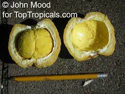 Image result for Saba comorensis