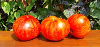 It is a cross between green zebra and big rainbow. Yard Garden Outdoor Living Striped Tomato Belle Du College Ex Join Or Die 15 Seeds Vegetable Home Garden