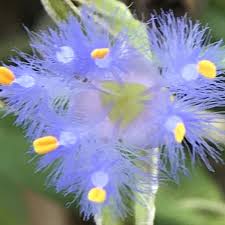 Image result for Cyanotis vaga