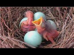 Apr 18, 2020 · eggs typically hatch in 10 to 14 days and young house sparrows remain in the nest for another 15 days. Bluebirds How Long Does It Take For Bluebirds To Hatch Youtube