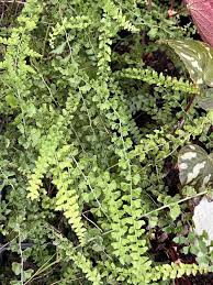 Image result for Microlepia