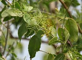 Image result for Salvadora persica