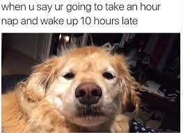 Funny Pictures Of The Day 35 Pics Funny Animal Memes Funny Dog Memes Funny Pictures