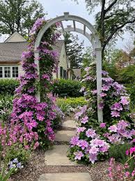 Image result for Clematis