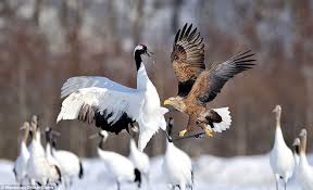 $5 per person car weekday: Bold Eagle Bird Of Prey Swoops To Swipe Cranes Food But Gets Into A Flap After They Chase It Away Daily Mail Online