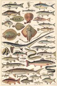 Poissons 1 Fish Illustration Fish Art Scientific Illustration
