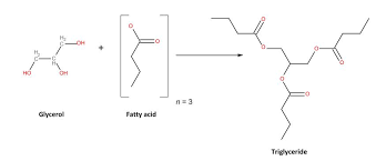 Image result for Fatty Acid