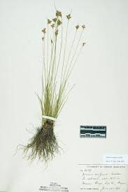 Image result for Bulbostylis contexta