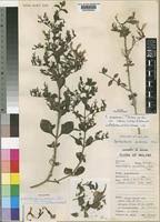 Image result for Brillantaisia pubescens