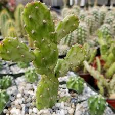 Image result for Opuntia monacantha