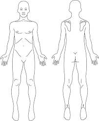 In this tutorial we'll be doing an anatomy drawing of the male figure using figurosity. Male Anatomy Front And Back Line Art Openclipart