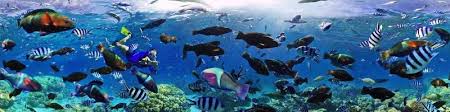 Mark Vitcov Seafood Specialist Sales Rep Ocean Beauty Seafoods Linkedin