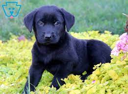 Pin On Black Lab Puppies
