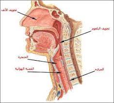 الجهاز التنفسي في الانسان in 2021 medical words teach arabic medical