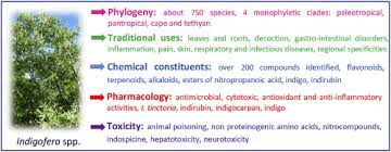 Image result for Indigofera dendroides