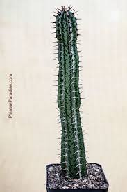 Image result for Euphorbia confinalis