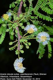 Image result for Acacia robusta