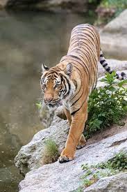 Bigcatkingdom Big Animals Big Cats Indochinese Tiger